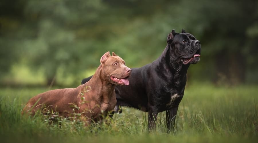 Cane Corso vs Pitbull fight comparison & difference