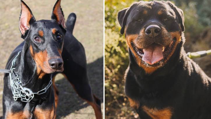Doberman vs Rottweiler fight comparison & difference