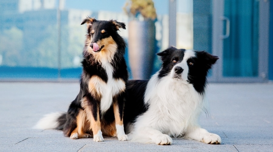 Shetland Sheepdog Sheltie vs Sheltie Border Collie fight comparison & difference