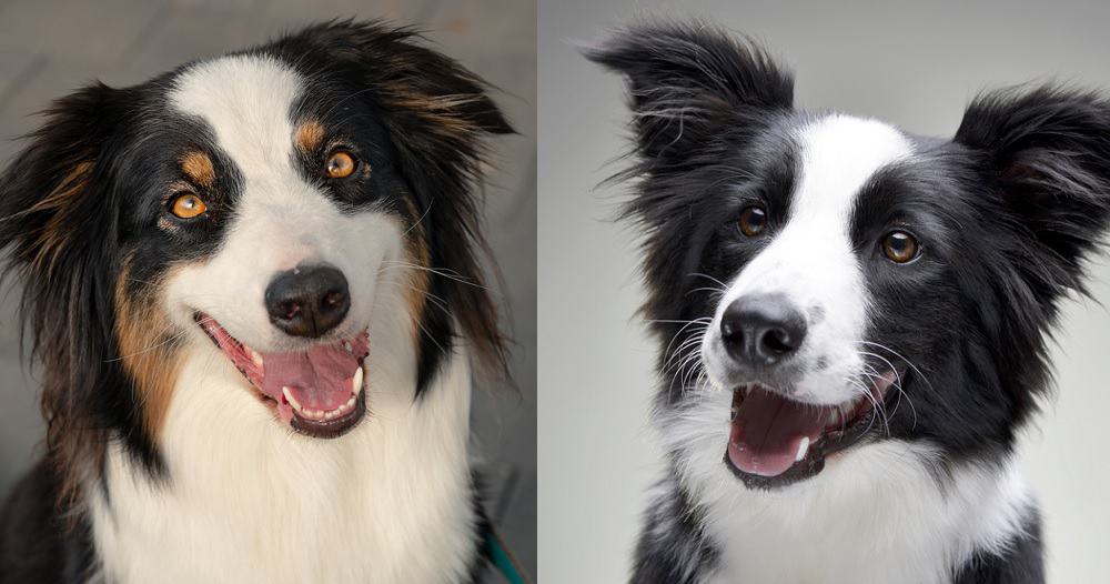 Australian Shepherd vs Border Collie fight comparison & difference