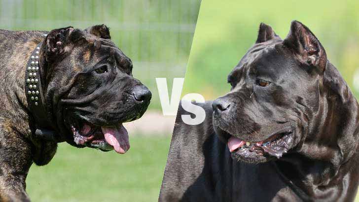 Presa Canario vs Cane Corso fight comparison & difference