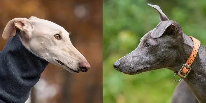 Whippet vs Greyhound fight comparison & difference