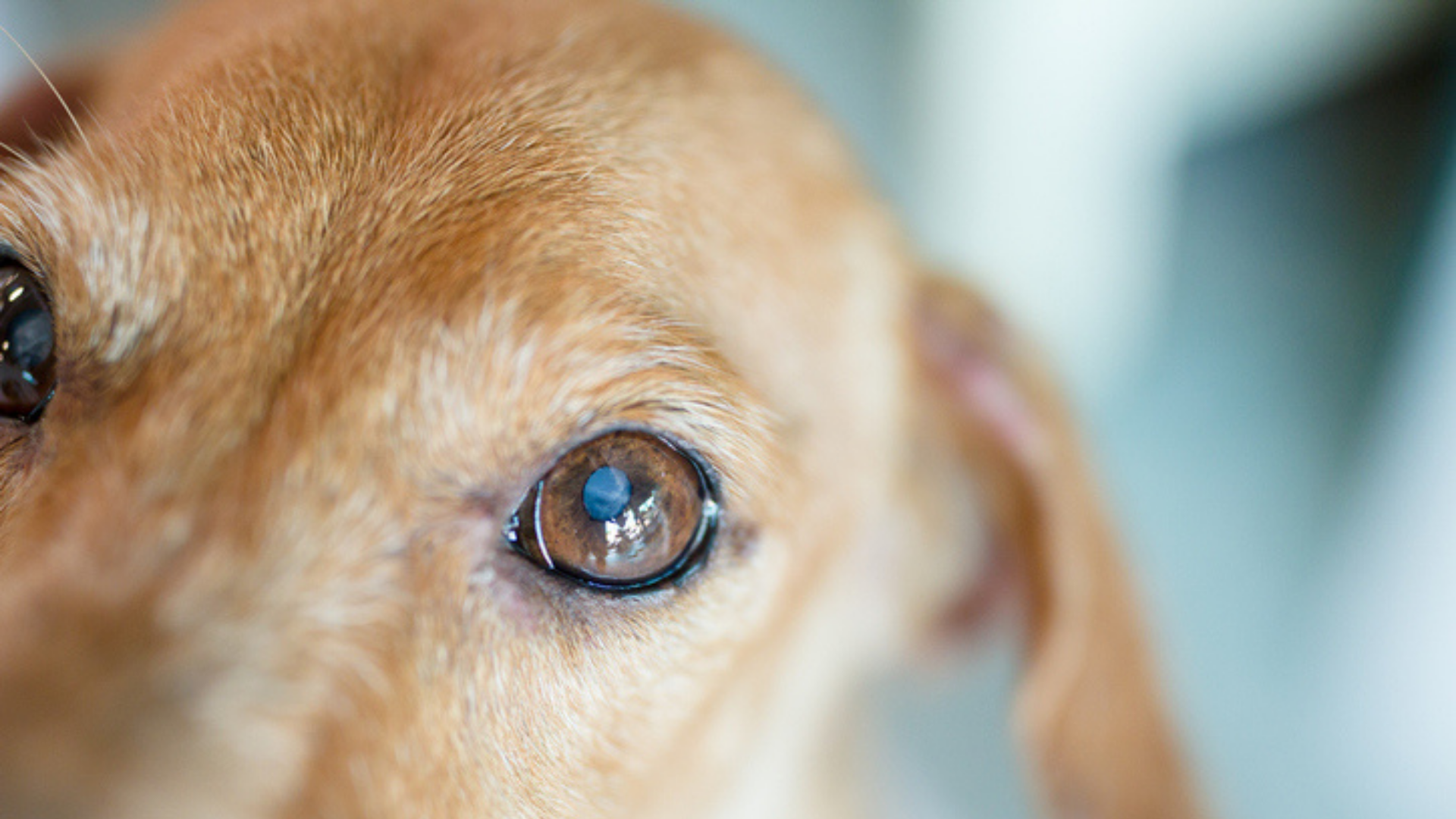 How to treat nuclear sclerosis in dogs in 2023