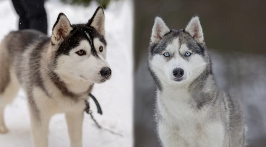 Siberian Husky vs Alaskan Malamute fight comparison & difference