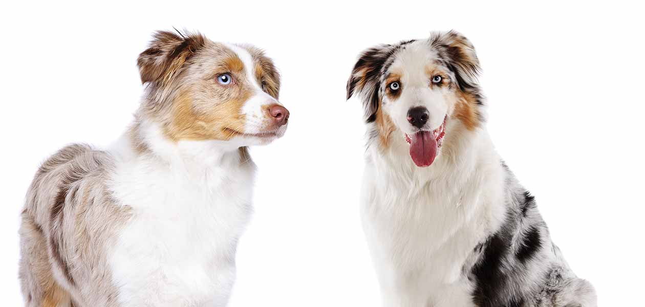 American Shepherd vs Australian Shepherd fight comparison & difference