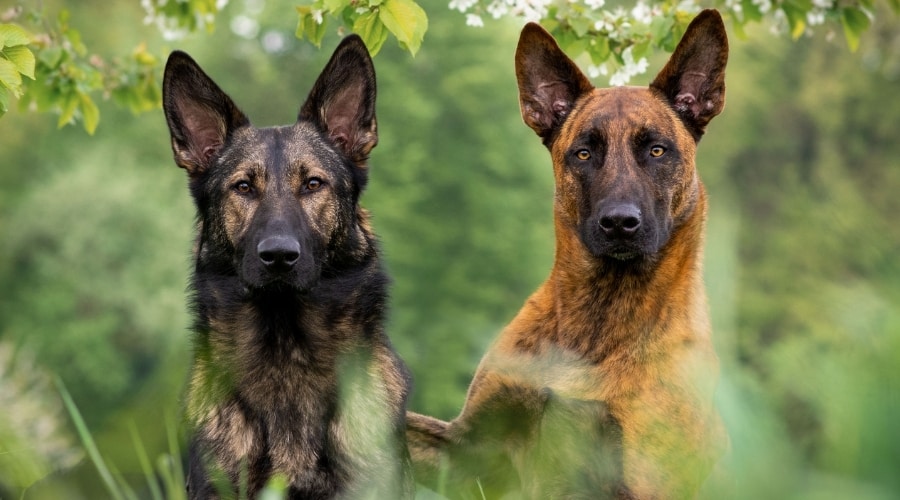 Dutch Shepherd vs German Shepherd fight comparison & difference