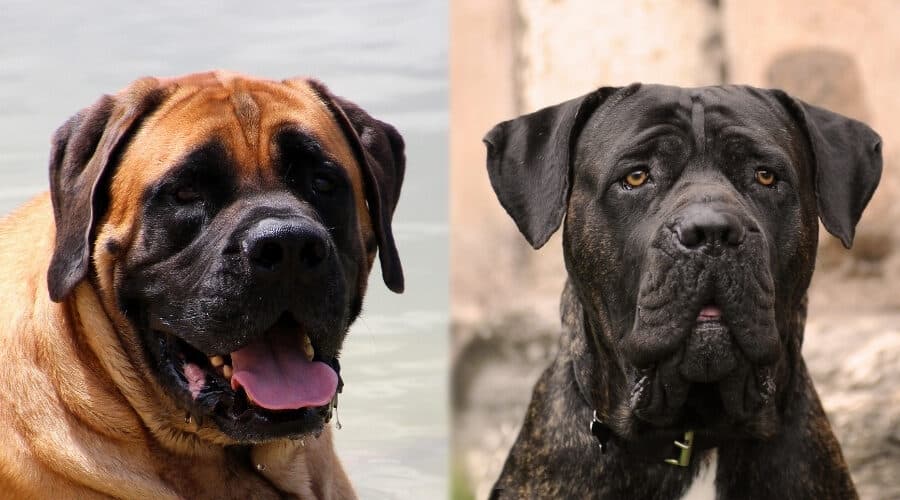 Cane Corso vs English Mastiff fight comparison & difference