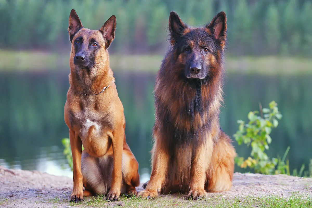 Belgian Shepherd vs German Shepherd