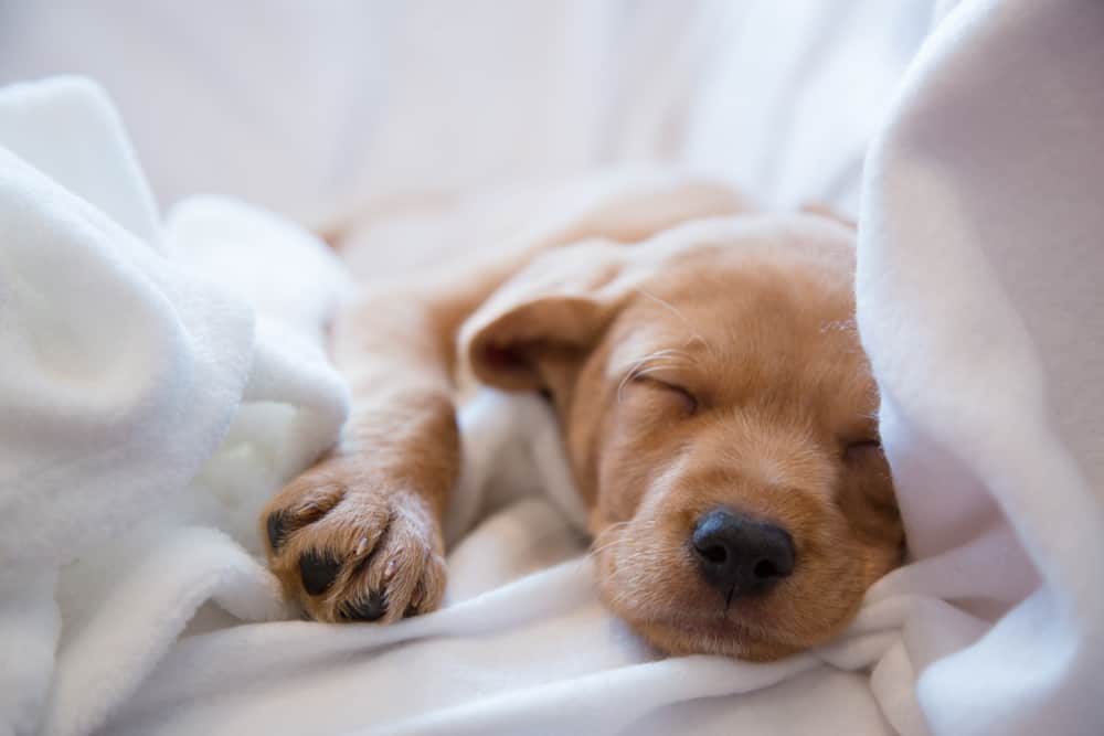 How to potty train a belgian malinois puppy?