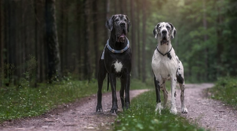 Great Dane vs English Mastiff fight comparison and difference