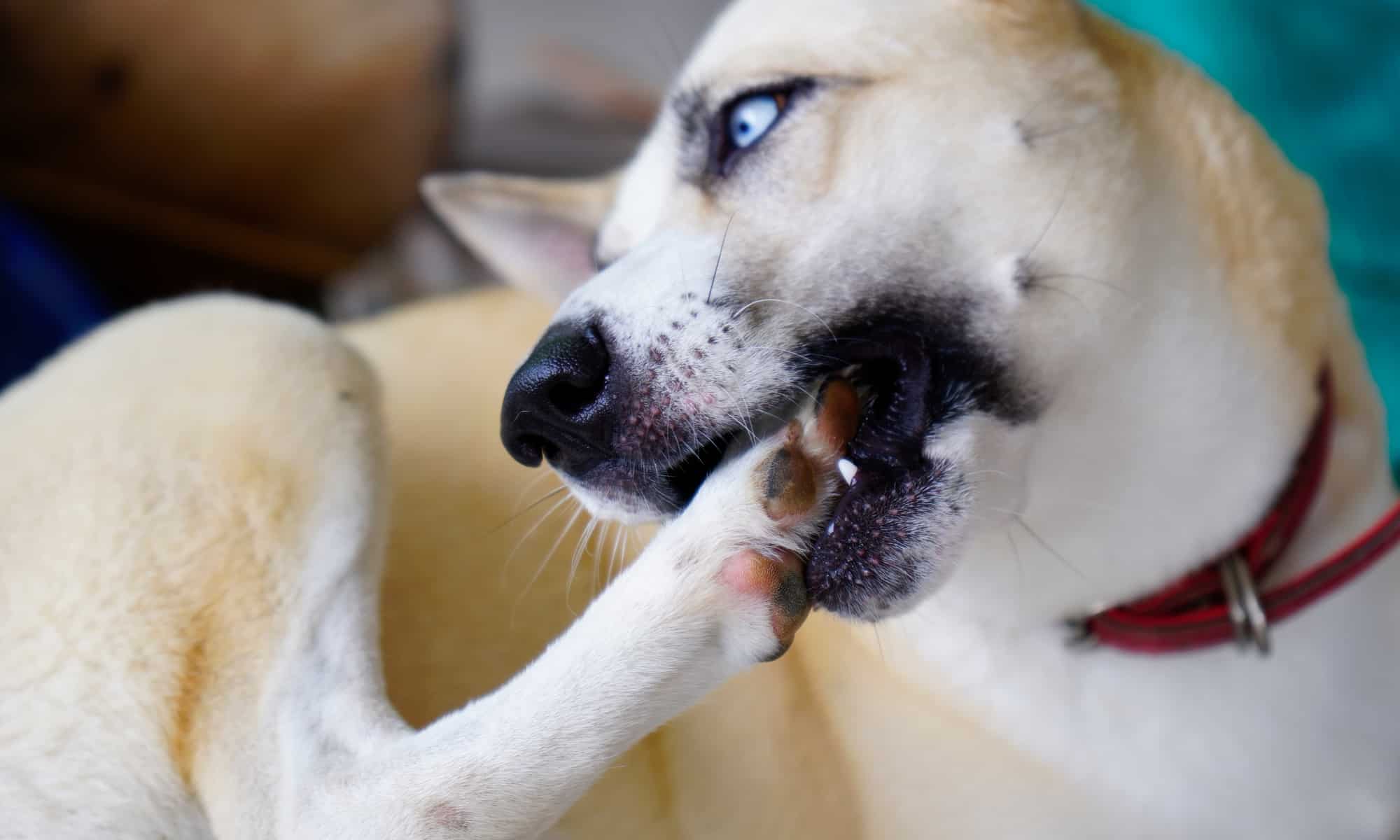 Why do my pet dogs always chew their paws?