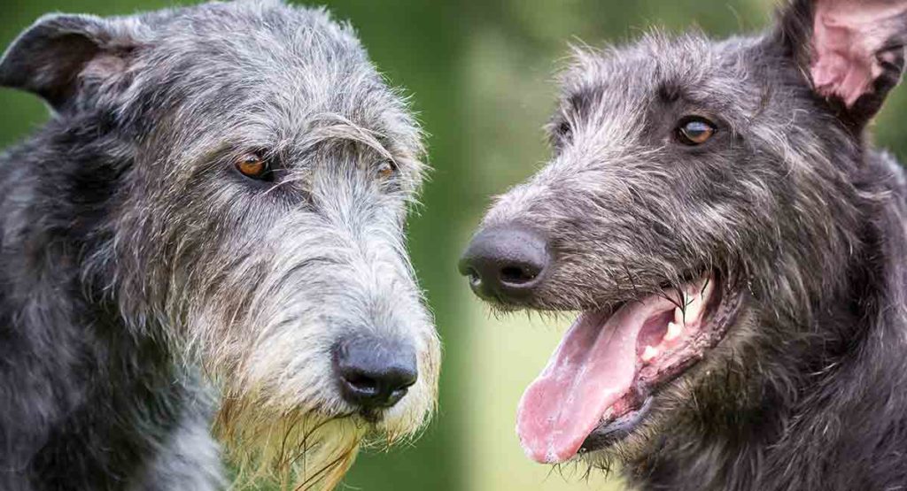 Scottish Deerhound vs Irish Wolfhound