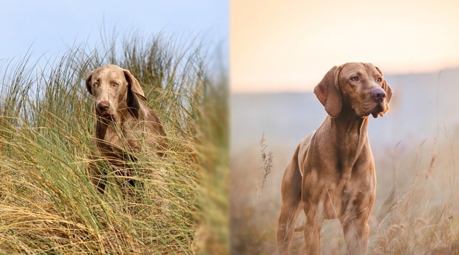 Vizsla vs Weimaraner fight hunting comparison & difference