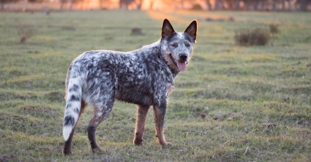 Blue Heeler vs Australian Shepherd fight comparison & difference