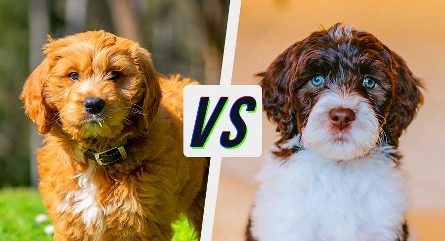 Bernedoodle vs Goldendoodle fight comparison & difference