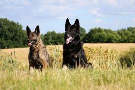 Doberman vs German Shepherd fight comparison & difference