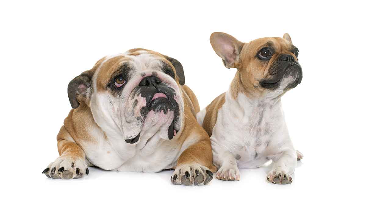French Bulldog vs English Bulldog fight comparison & difference