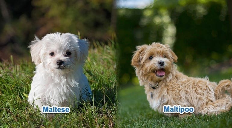 Maltese vs Maltipoo fight comparison & difference